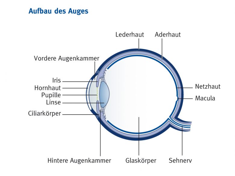 Das Bild zeigt den Aufbau des Auges